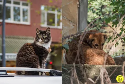 Чем отличаются любители собак и кошек - исследование психологов | РБК  Украина
