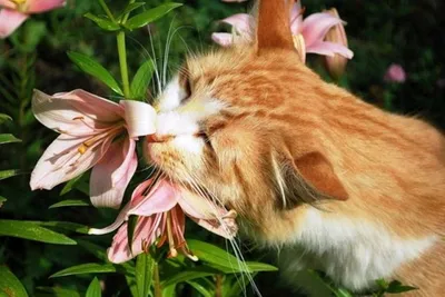Картинка 693x700 | Прикольная картинка с котиком с цветами на голове |  Животные, фото #картинки#фото#животные#коты#котята… | Милые котики,  Сумасшедшие кошки, Котята