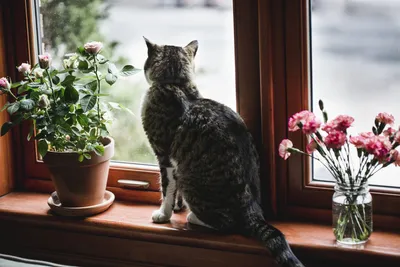 Цветы и кошки: какие ароматы нравятся кошкам, а какие отпугивают | блог -  интернет магазина АртФлора