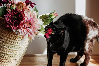 Растения и кошки: 7 правил выживания | myDecor