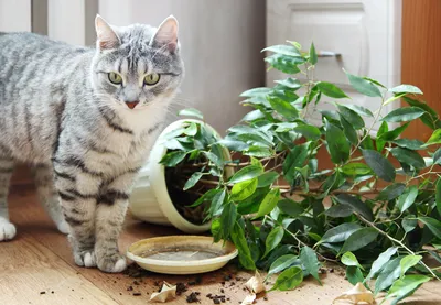 Фотогалерея \"Коты и кошки\" - \"Бирманский кот и ваза с цветами\" - Фото  породистых и беспородных кошек и котов.