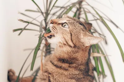 Коты и домашние растения. Нужен совет | Пикабу