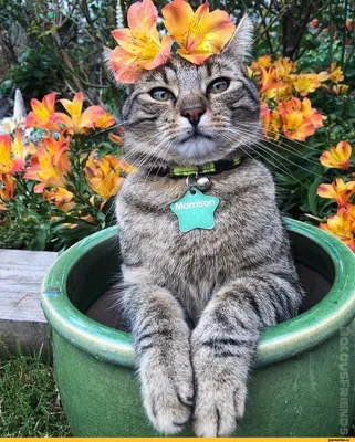 Цветущие коты | Пикабу