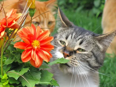 Пазл милый котик с цветами - разгадать онлайн из раздела \"Картины\" бесплатно