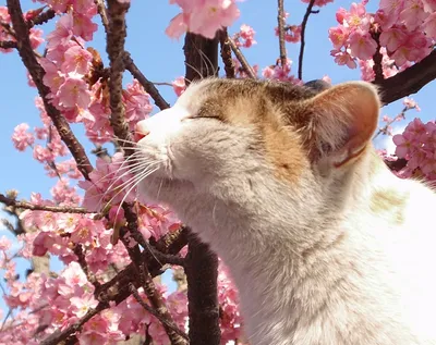 Почему кот ест цветы?