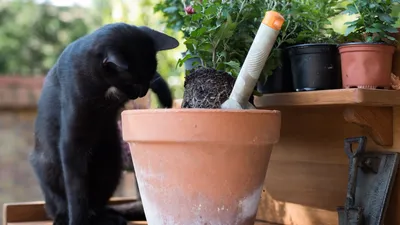 Прекрасный сад Людмилы Котовой: Как защитить от кошки комнатные растения?