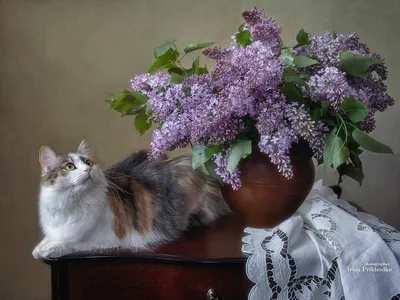 Пазл кот нюхает цветок - разгадать онлайн из раздела \"Животные\" бесплатно