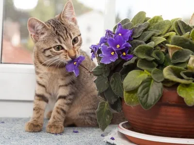 Весна, цветы и...коты
