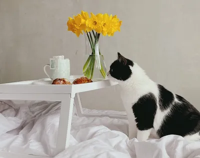 Как отучить кошку или кота гадить в цветочный горшок: 10 советов