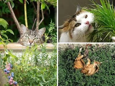 Кошка приносит хозяйке садовые цветы вместо мышей