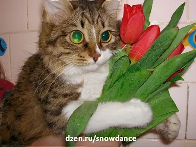 Котик с букетом цветов - 68 фото