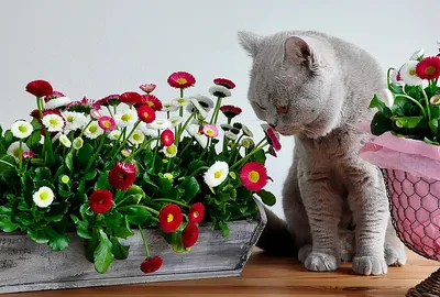 Картина на холсте Кошка с цветами 40х50 см по цене 300 ₽/шт. купить в  Москве в интернет-магазине Леруа Мерлен
