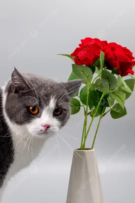 Пазл котики и цветы - разгадать онлайн из раздела \"Животные\" бесплатно