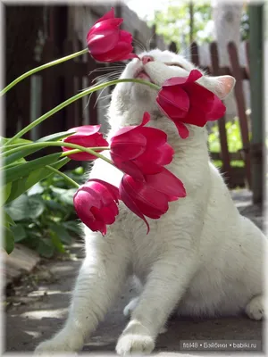 Кот-Обормот - Коты - цветы жизни ❤ | Facebook