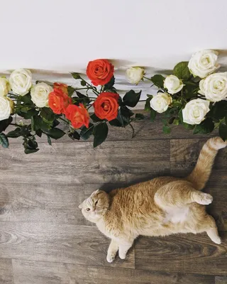 Почему кот ест цветы?