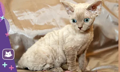 Эти породы кошек почти не линяют - фото | РБК Украина