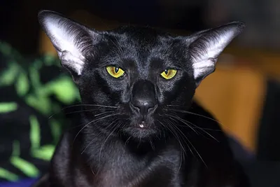 Абиссинская порода кошек: характер, описание породы, фото