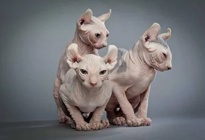 Никакой шерсти: породы кошек, которые не линяют - Дом - WomanHit.ru