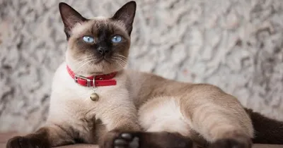 Названы три лучшие породы кошек для аллергиков, которые не линяют и не  пахнут - Today.ua
