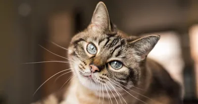 Гипоаллергенные кошки - лучшие породы для аллергиков