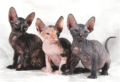 Кошки, которые не линяют, породы кошек без шерсти, с меньшим подшерстком