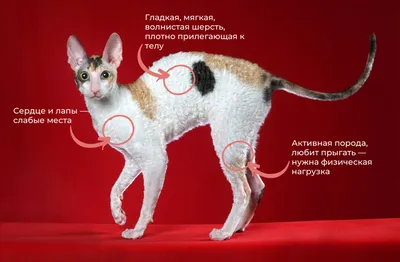 кошка рекс - самая уникальная порода, линяет крайне мало