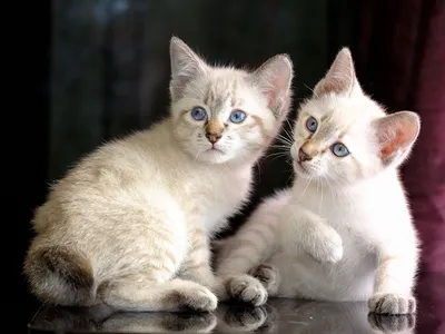 Породы кошек, которые не линяют и не вызывают аллергии - Рамблер/женский