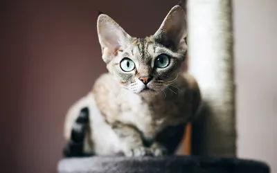 Кошки, которые не линяют: название пород и их описание
