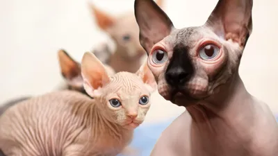 Бенгальские котята в мраморном окрасе , кошки которые не линяют: 5 500 грн.  - Кошки Одесса на Olx