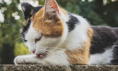Линька у кошек: причины и что делать, особенности линьки у разных пород  кошек