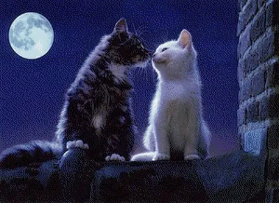10 Мощных фото. Любовь и кошки. | Милые котики, Кошки, Романтический отдых