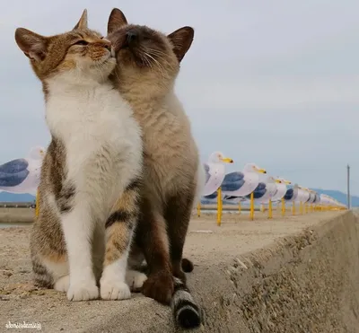 Котокафе \"Котики и Люди\" - Котики это любовь. Cats are love. | Facebook