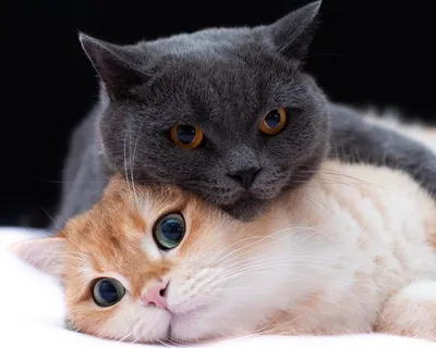 Два котика вместе - 70 фото