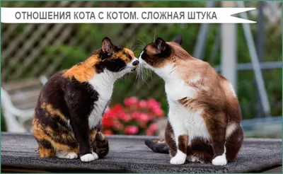 Любовь между кошками спаривание кошек Стоковое Изображение - изображение  насчитывающей секс, сопрягать: 178113031