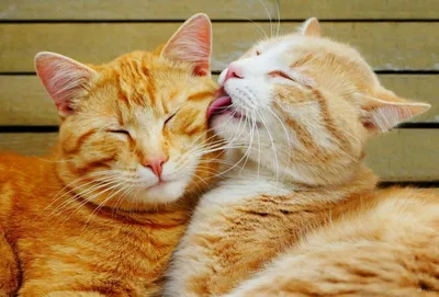 Счастливые коты Марокко - это любовь! 18 фото, которые поднимают настроение  | Российское фото | Дзен