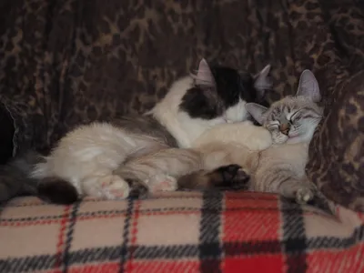 Я тебя люблю»: 10 способов, которыми коты признаются в теплых чувствах к  хозяину | Вечёрка