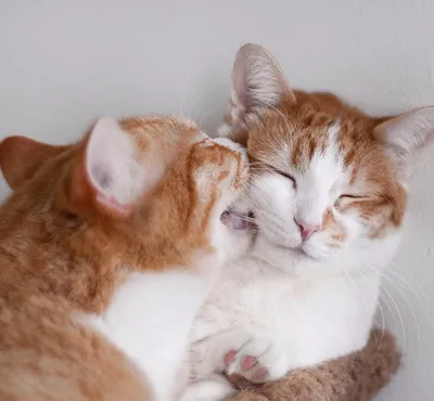 Любовь и котики | Пикабу