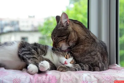 Испытывают ли кошки настоящую любовь к другим кошкам или своим людям? |  КотоВедение | Дзен