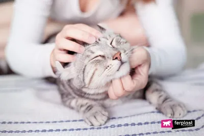 Как коты показывают, что они вас любят – 11 \"люблю\" на кошачьем языке |  Вдохновение (Огород.ru)