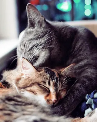 Кот и кошка любовь» — создано в Шедевруме