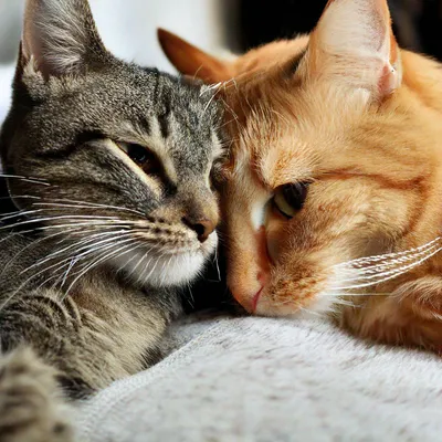 Любимые коты занимают всю любовь и…» — создано в Шедевруме