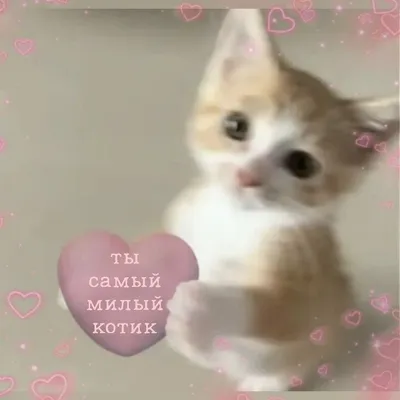 Картинки влюбленные котики (60 фото)