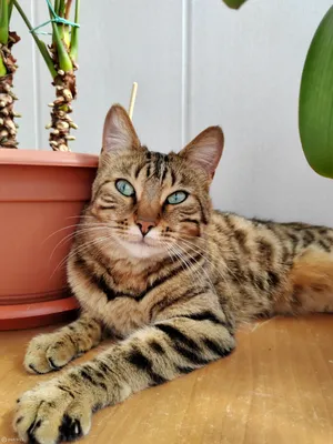 Найдена кошка, метис бенгала, ул. Подлесная 11, Королёв | Pet911.ru