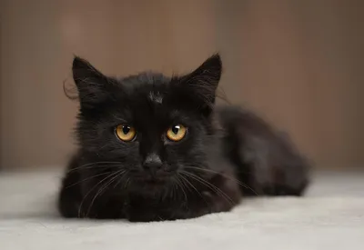 Коты породы метис черные - картинки и фото koshka.top