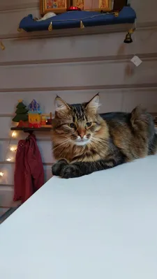 Котёнок метисы Sphynx сидит на диване. Tricolor котенок с великим сфинксом  кисти ушей. Сфинкс с шерстями Стоковое Изображение - изображение  насчитывающей котенок, иностранец: 202246123
