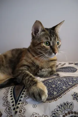 Метис абиссинской кошки в добрые руки | Пикабу