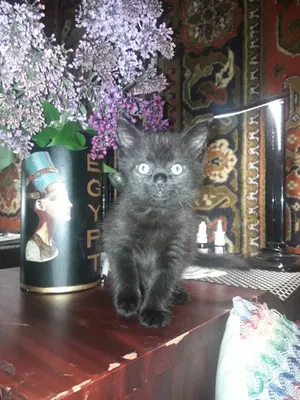 Сибирские котята метисы: 700 грн. - Кошки Киев на Olx