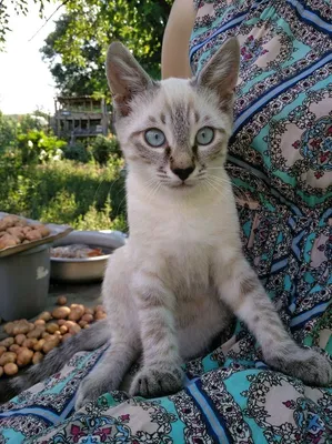 Метис сиамской кошки (30 фото) | Кошки, Котята, Сноу-шу
