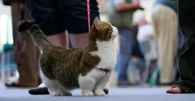 Манчкин – порода кошек с короткими лапами. Описание и фото породы кошек  манчкин