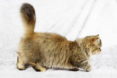 Фотографии очаровательных коротколапых кошек